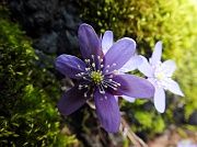 77 Hepatica nobilis ...alla macro